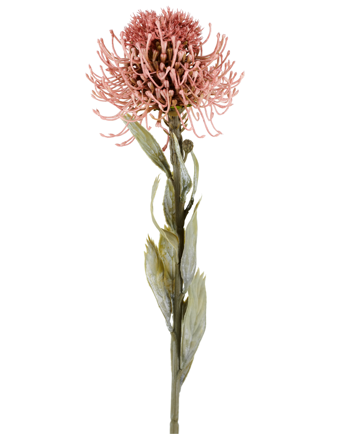 Fiore artificiale Protea 60 cm rosa antico con petali rosa appuntiti e foglie verdi su un lungo stelo, su sfondo bianco semplice.