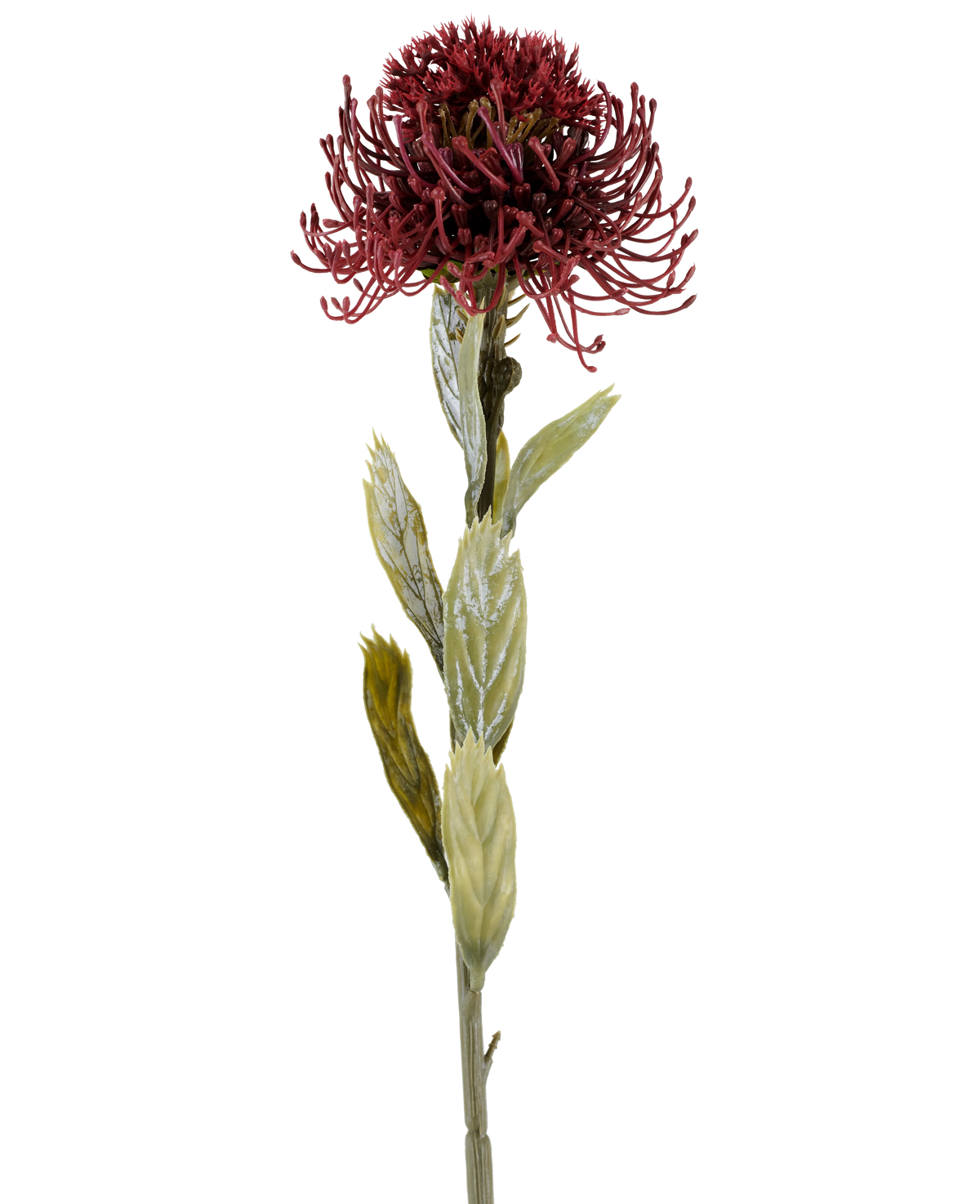 Un singolo fiore artificiale di Protea di 60 cm in colore bordeaux ha un fiore appuntito rosso scuro con foglie verdi, fotografato su uno sfondo bianco.
