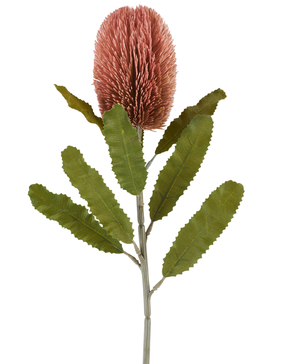Un unico stelo del fiore artificiale Banksia 65 cm rosa antico ha un grande fiore rosa cilindrico e lunghe foglie verdi seghettate che risaltano su uno sfondo bianco.