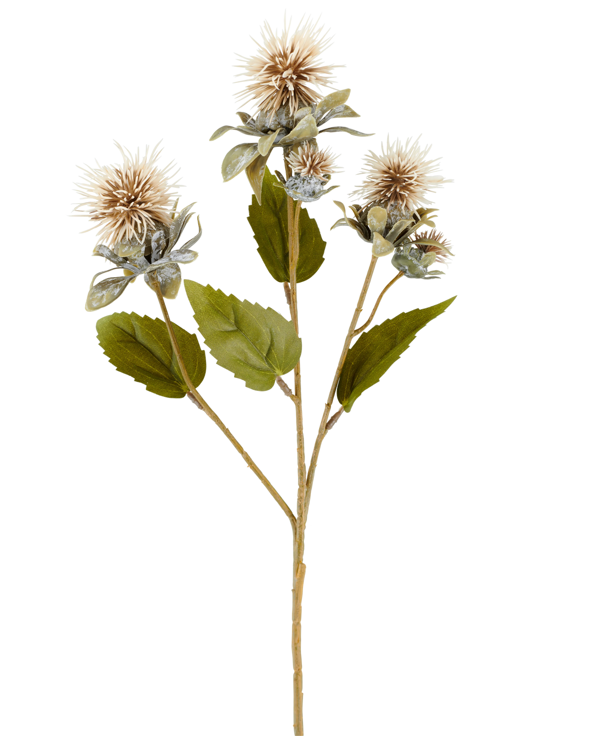 Un singolo stelo di fiore artificiale di cartamo 57 cm crema/marrone, con fiori a tre punte, rotondi, marrone chiaro e alcune foglie verdi, raffigurate su sfondo bianco.