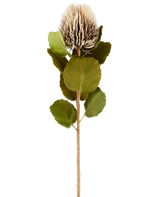 Un singolo fiore artificiale di Banksia, alto 59 cm, in crema e marrone, con foglie verdi rotonde e un capolino marrone chiaro, appuntito, a forma di cono su uno sfondo bianco semplice.