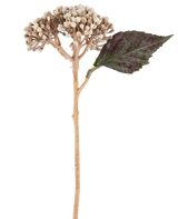 Un fiore artificiale: ortensia essiccata di 38 cm di colore crema/marrone, con grappoli di boccioli beige e una foglia seghettata verde scuro su sfondo bianco.