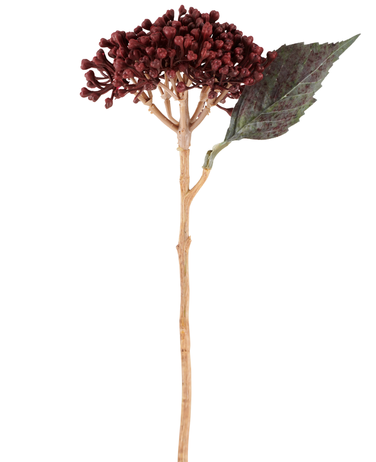 Su uno sfondo bianco è raffigurato un singolo fiore artificiale di ortensia secca di colore rosso bordeaux, lungo 38 cm, con petali secchi rosso-marroni, un grappolo di piccoli boccioli e una foglia verde su uno stelo lungo e sottile.