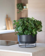 Una pianta artificiale 'Golden Vine' in un vaso da 40 cm con foglie verde brillante si trova su un moderno supporto nero su un piano di lavoro chiaro, con utensili da cucina sfocati sullo sfondo.