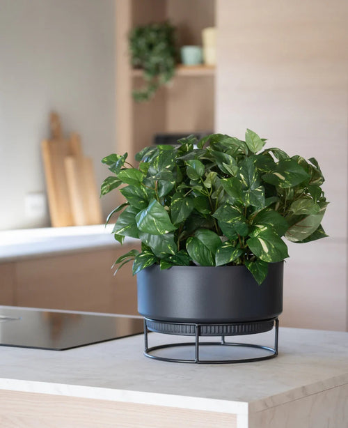 Una pianta artificiale 'Golden Vine' in un vaso da 40 cm con foglie verde brillante si trova su un moderno supporto nero su un piano di lavoro chiaro, con utensili da cucina sfocati sullo sfondo.