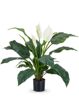 La pianta artificiale Spathiphyllum bianca da 85 cm è una pianta da vaso realistica con grandi foglie verde scuro e tre fiori bianchi su uno sfondo bianco semplice: una pianta d'appartamento elegante per qualsiasi interno.