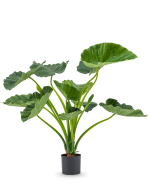 La pianta artificiale Alocasia Calioora 80 cm ha grandi foglie verdi e steli robusti. Questa pianta artificiale realistica è perfetta come aggiunta elegante a qualsiasi interno e sembra bellissima su uno sfondo bianco.