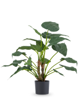 La pianta artificiale Alocasia Cucullata UV 53 cm ha grandi foglie a forma di cuore e steli spessi, esposti in un semplice vaso nero su un semplice sfondo bianco.