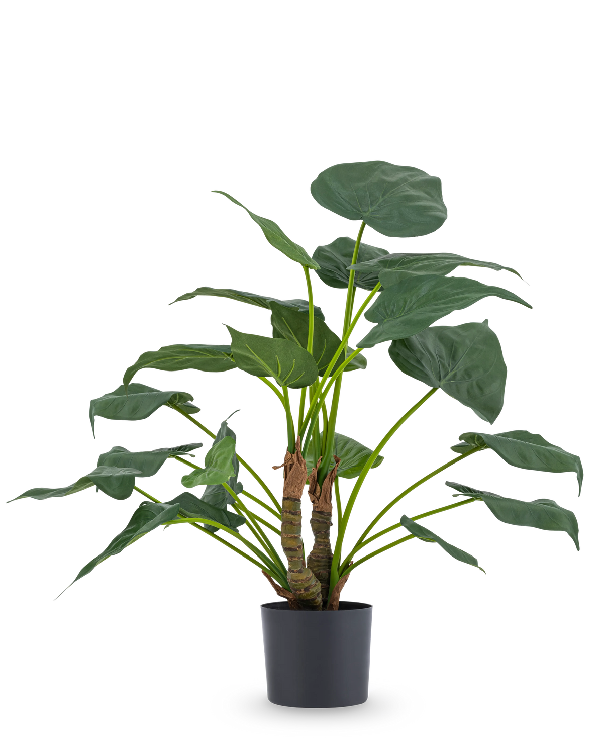 La pianta artificiale Alocasia Cucullata UV 53 cm ha grandi foglie a forma di cuore e steli spessi, esposti in un semplice vaso nero su un semplice sfondo bianco.