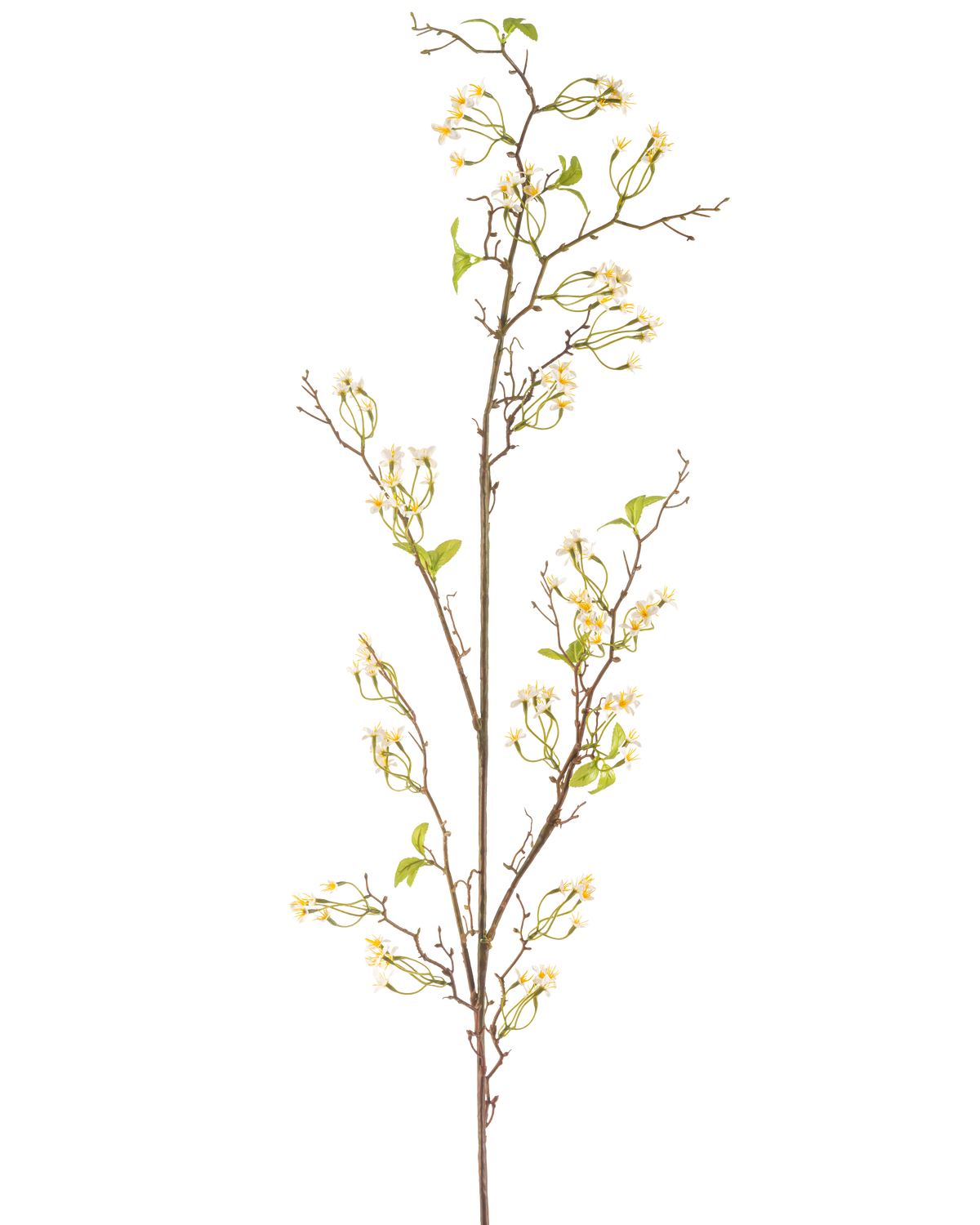 Il fiore artificiale Verbena crema da 157 cm ha un lungo e sottile stelo marrone con piccoli mazzi di delicati fiori color crema e alcune foglie verdi, su uno sfondo bianco semplice.