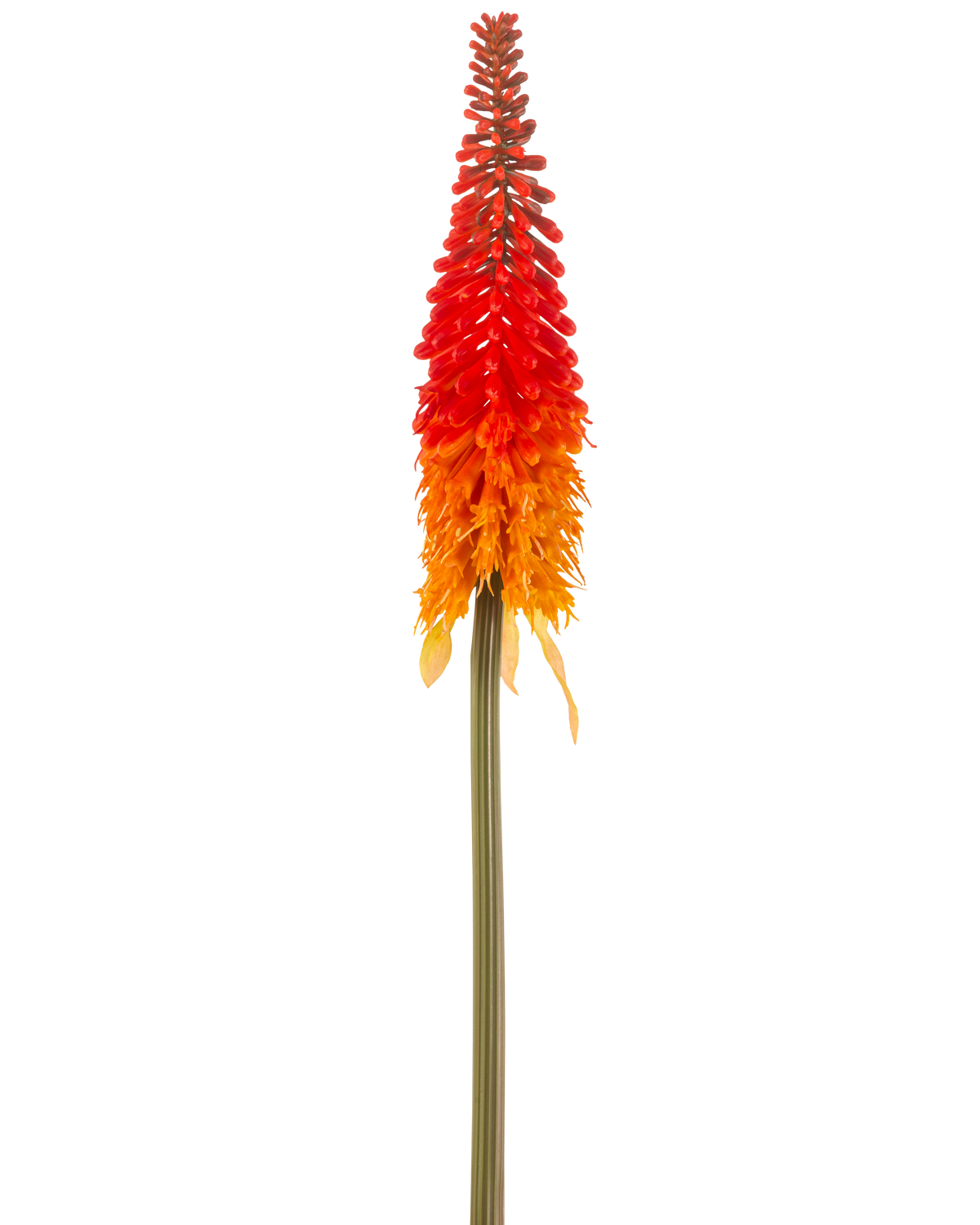 Il fiore artificiale Giglio Torcia arancione da 80 cm ha un fiore artificiale alto con un lungo stelo verde e un grappolo di petali arancioni a forma di cono, su uno sfondo bianco semplice.