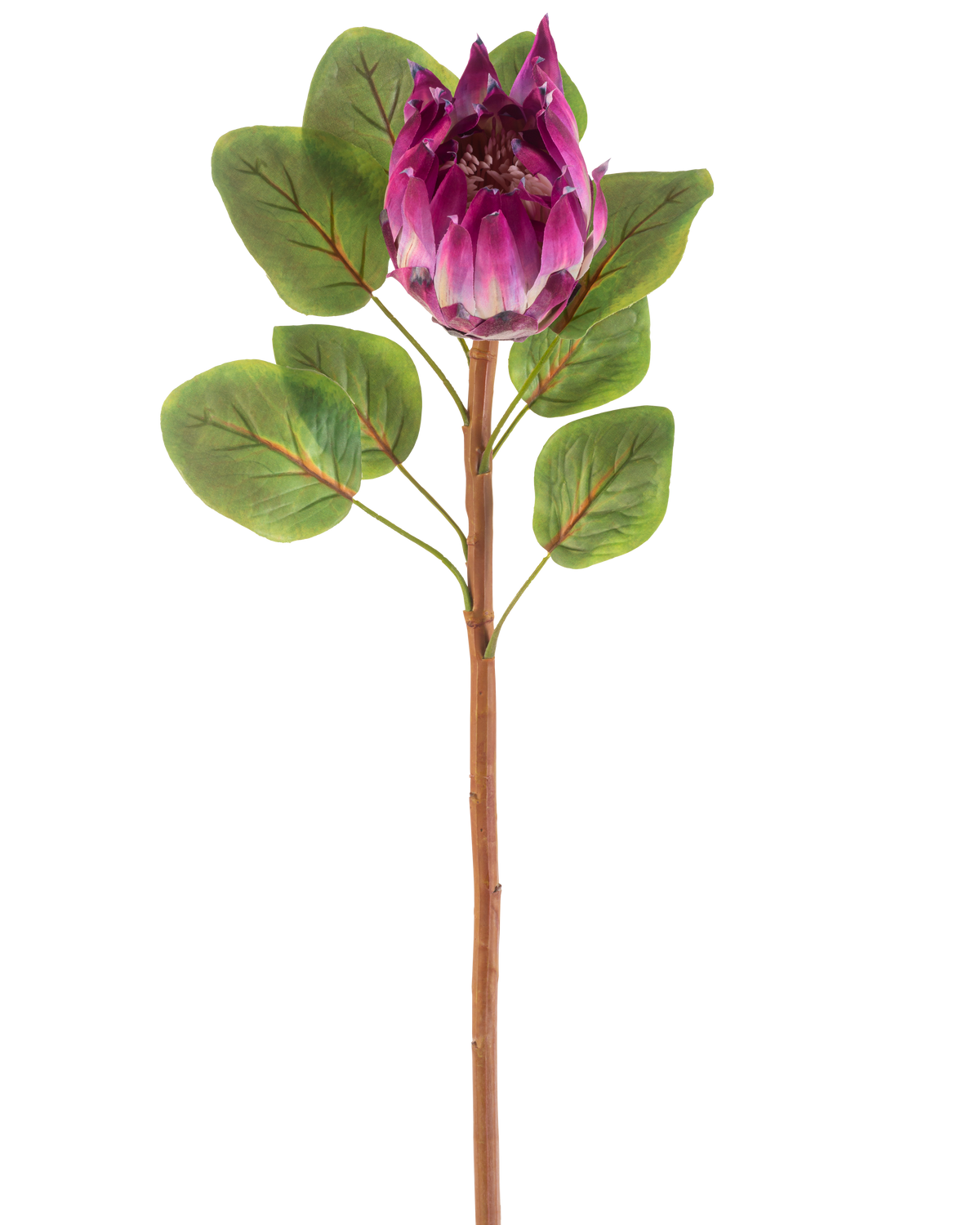Il fiore artificiale Protea 65 cm viola ha un singolo fiore artificiale Protea viola con foglie verdi e un lungo stelo marrone, su sfondo bianco.