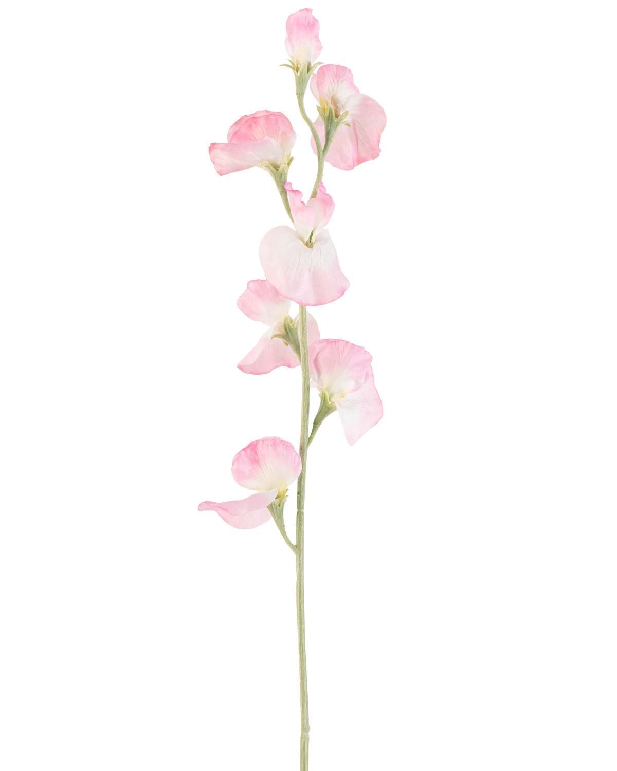 Un singolo fiore di Pisello artificiale, alto 64 cm, con petali rosa chiaro e gambo verde chiaro, isolato su sfondo bianco.