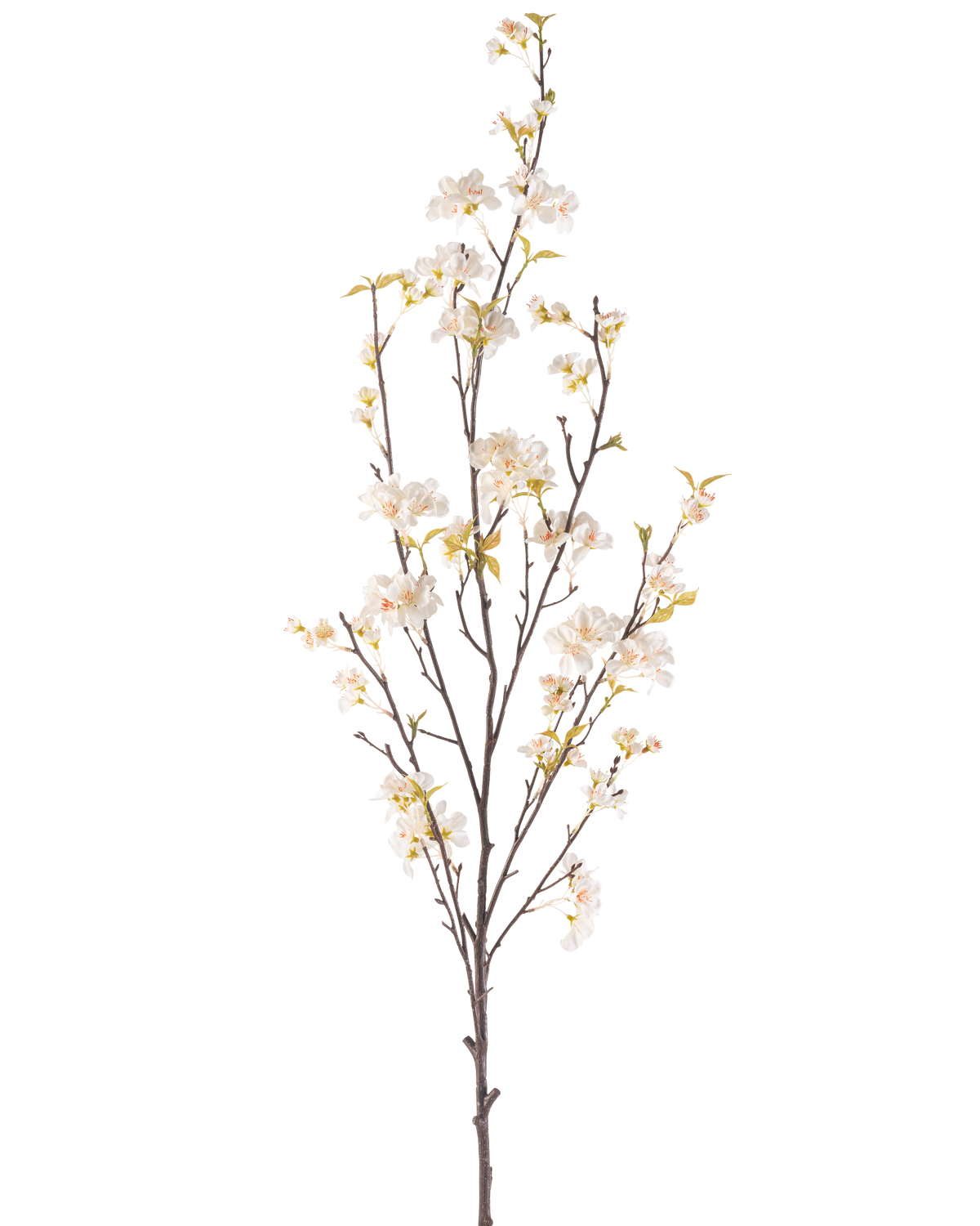 Il fiore artificiale di ciliegio color crema da 150 cm ha un ramo alto con diversi steli sottili, piccoli fiori di ciliegio bianchi e foglie verdi sparse, il tutto su uno sfondo bianco semplice.