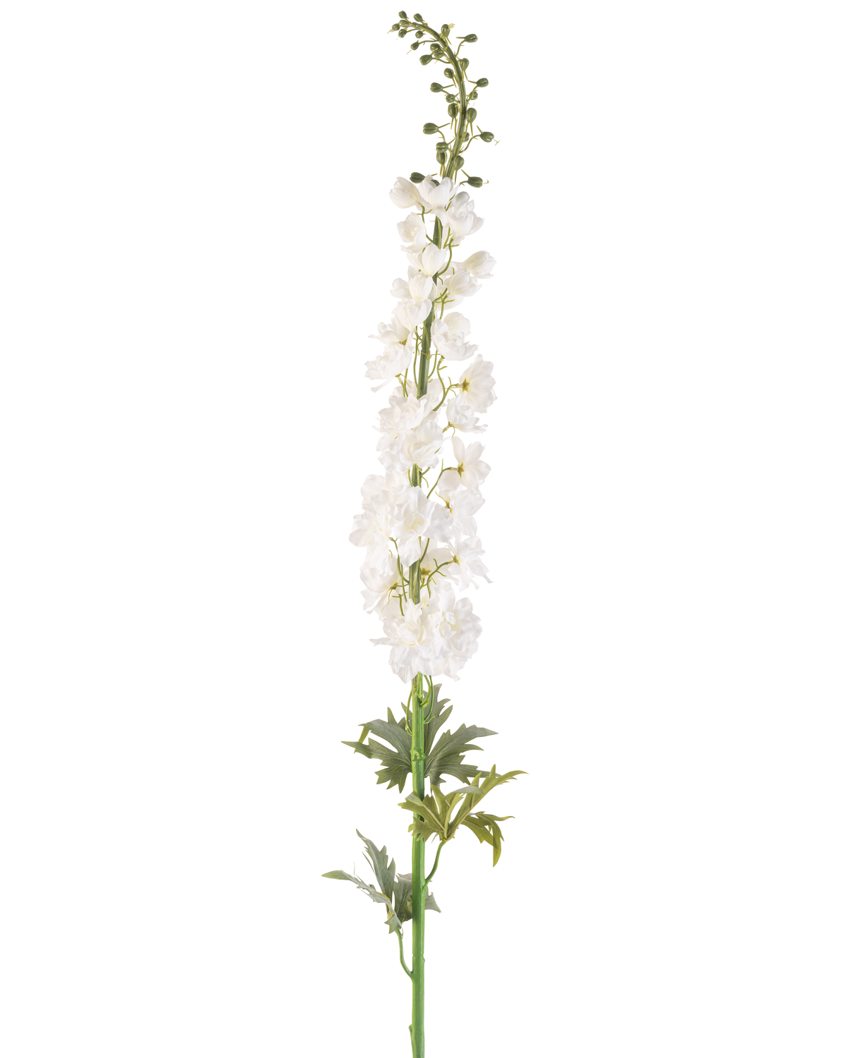 Il fiore artificiale Larkspur bianco da 137 cm è un alto stelo sperone artificiale con diversi piccoli fiori bianchi lungo la sua lunghezza e foglie verdi alla base, su uno sfondo bianco semplice.