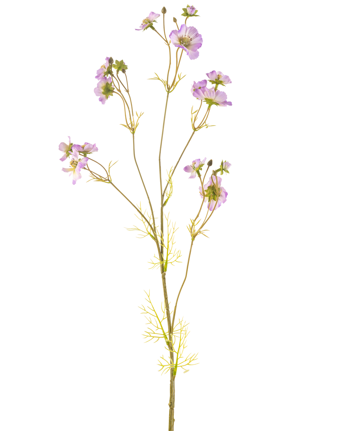 Il fiore artificiale Cosmos lilla da 95 cm ha uno stelo delicato con diversi fiori viola chiaro e piccole foglie verdi, bellissime su uno sfondo bianco semplice.