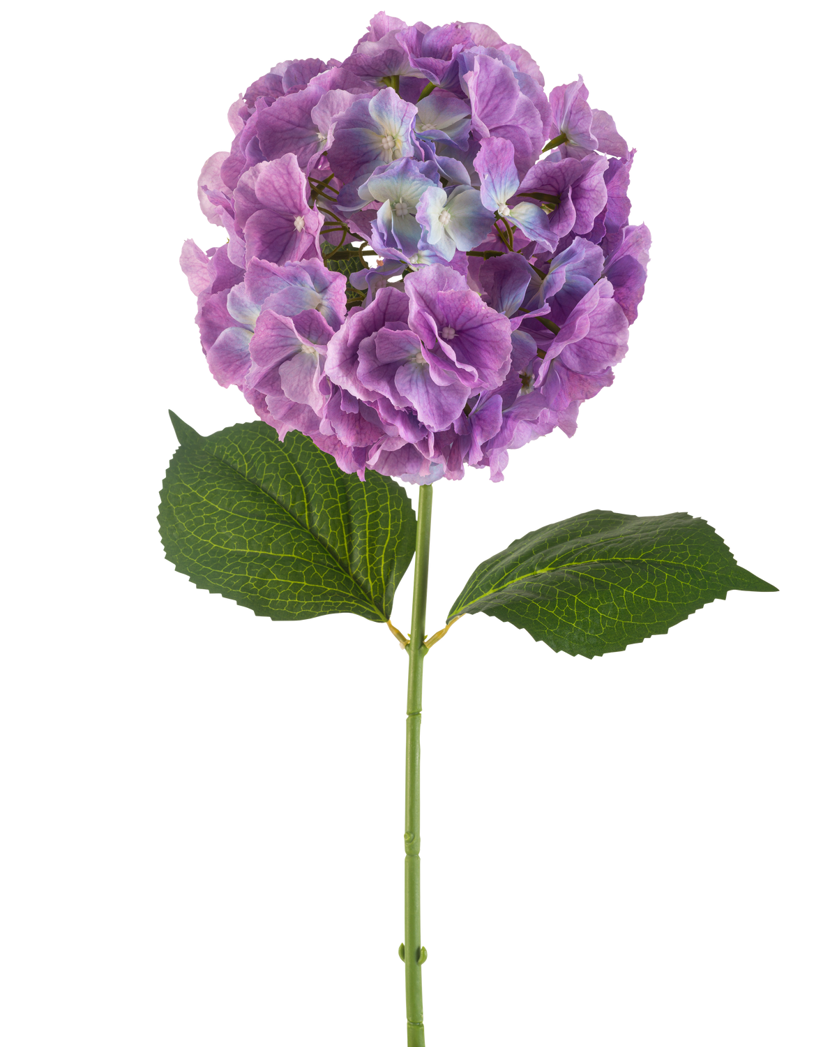Il fiore artificiale Ortensia 75 cm viola ha un unico stelo di ortensia artificiale con grandi mazzi rotondi di petali viola e due larghe foglie verdi, su uno sfondo bianco.