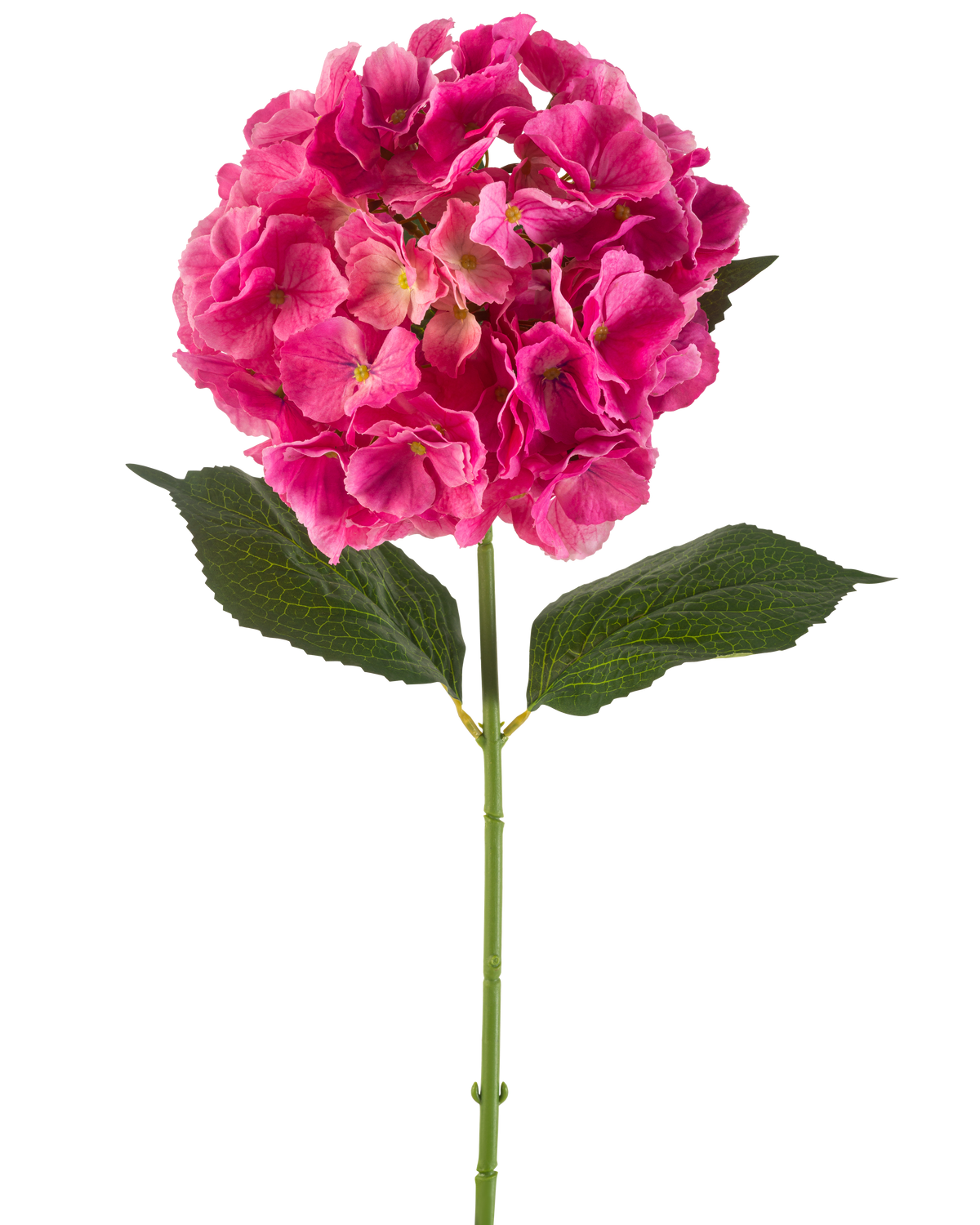 Un singolo stelo di fiore di ortensia artificiale di 75 cm di colore rosa brillante con mazzi di petali rosa brillante e alcune foglie verdi, su uno sfondo bianco semplice.