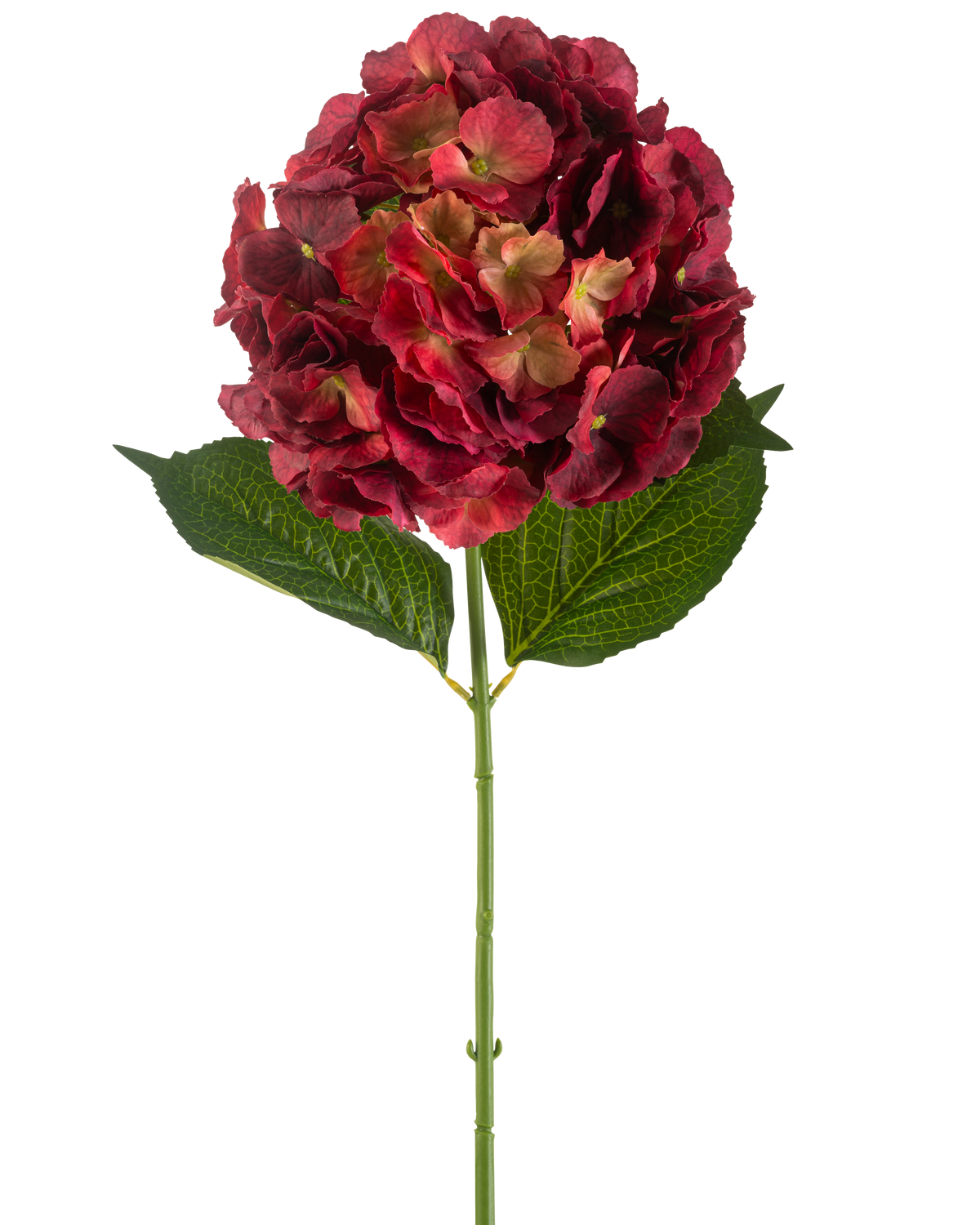 Il fiore artificiale di ortensia bordeaux da 75 cm ha un unico stelo di ortensia artificiale con petali bordeaux e due grandi foglie verdi, su uno sfondo bianco semplice.