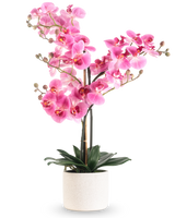 L'orchidea artificiale Real Touch rosa da 68 cm ha un'orchidea rosa vibrante con steli multipli e foglie verdi in un vaso di ceramica bianca, su uno sfondo bianco semplice.