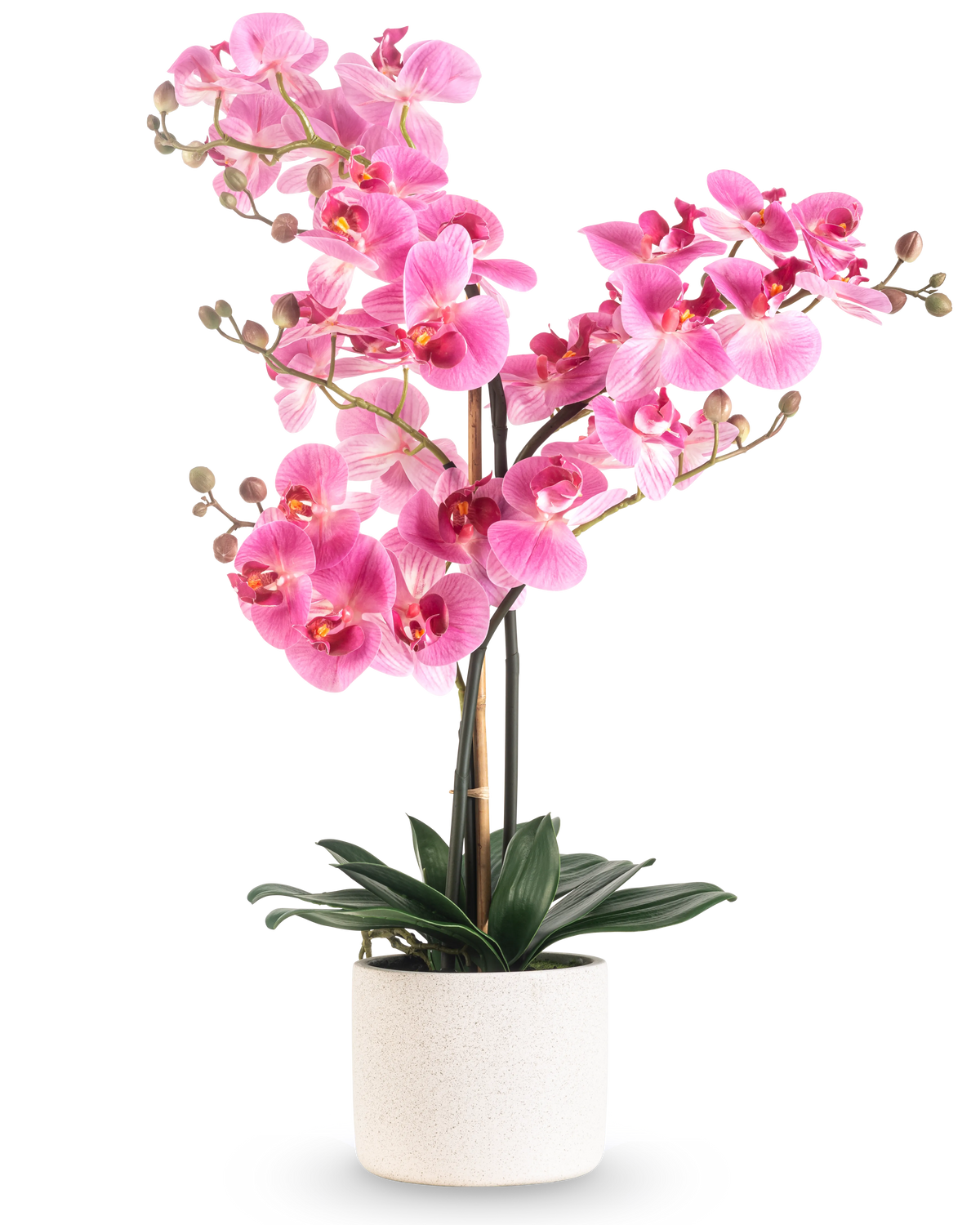 L'orchidea artificiale Real Touch rosa da 68 cm ha un'orchidea rosa vibrante con steli multipli e foglie verdi in un vaso di ceramica bianca, su uno sfondo bianco semplice.