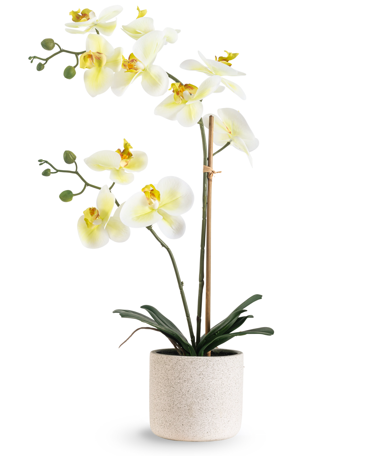 L'orchidea artificiale Real Touch 60 cm verde/bianco ha fiori bianchi con un cuore giallo chiaro e boccioli verdi, sostenuti da bambù in un semplice vaso maculato color crema, su sfondo bianco.