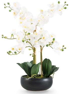 L'orchidea artificiale Real Touch da 50 cm bianca in vaso nero è un'elegante espositore con fiori di orchidea bianchi con un cuore giallo, boccioli verdi e ampie foglie verde scuro in un vaso di ceramica nera.