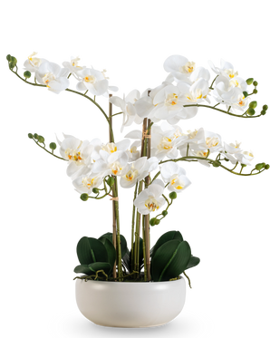 Un'orchidea artificiale Real Touch da 50 cm in bianco, con molteplici fiori e boccioli, elegantemente presentata in un vaso bianco abbinato.