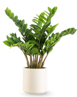 La pianta artificiale Zamioculcas già pronta in vaso beige da 80 cm ha foglie verdi spesse e lucide che crescono in posizione verticale, presentate in un elegante vaso beige su uno sfondo bianco a tinta unita.
