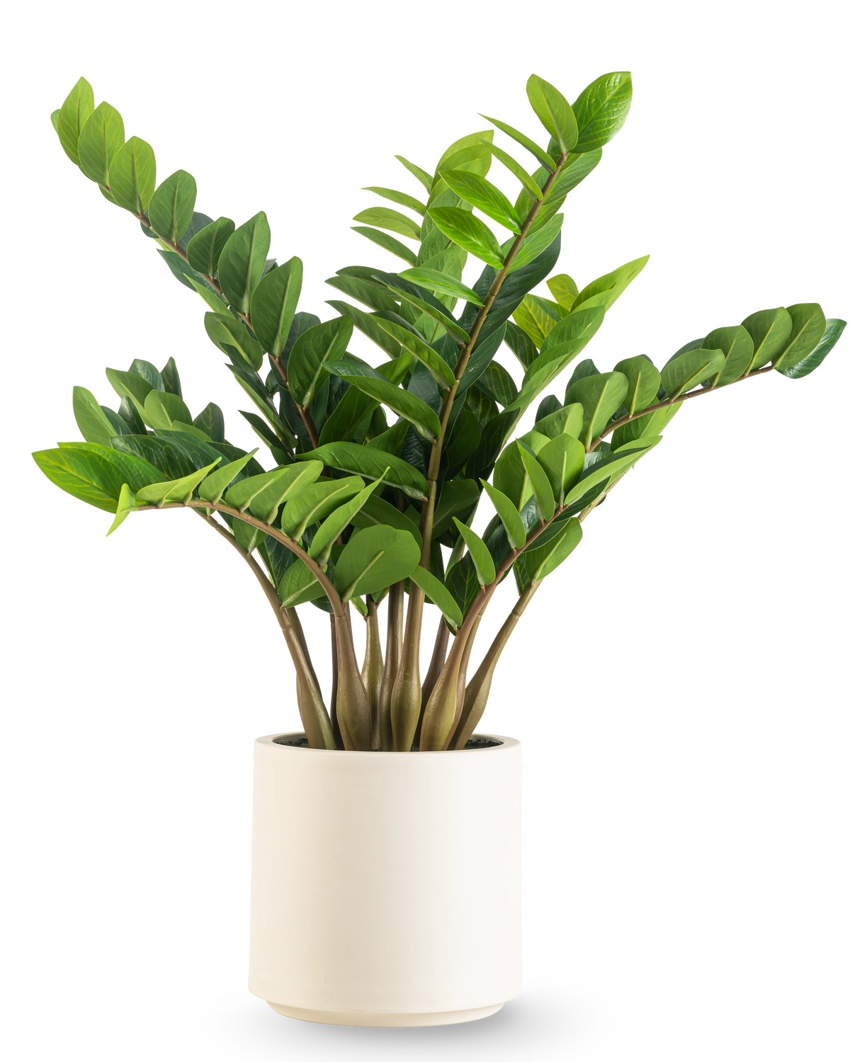 La pianta artificiale Zamioculcas già pronta in vaso beige da 80 cm ha foglie verdi spesse e lucide che crescono in posizione verticale, presentate in un elegante vaso beige su uno sfondo bianco a tinta unita.
