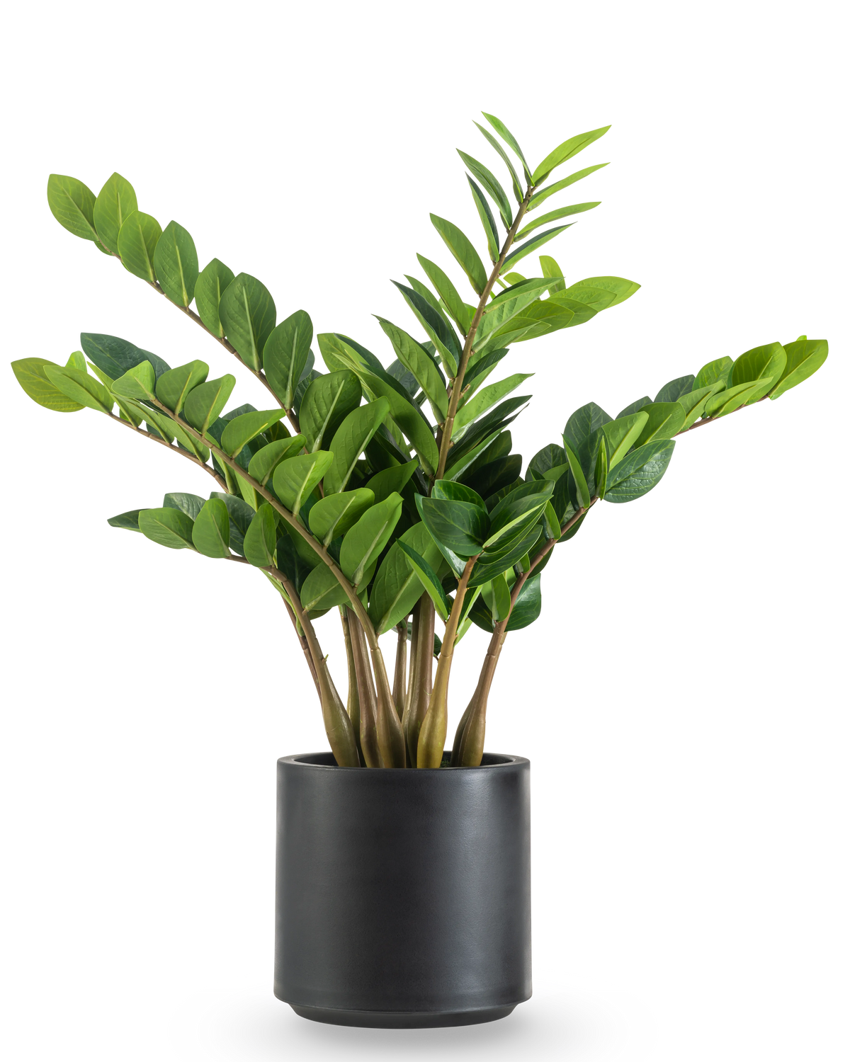 La pianta artificiale Zamioculcas già pronta in vaso nero da 80 cm ha steli spessi e verticali e foglie lucide di colore verde scuro in un vaso rotondo nero opaco su uno sfondo bianco.