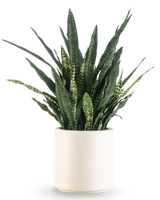 Una Sansevieria Zeylanica artificiale, alta 43 cm con lunghe foglie variegate, viene fornita in un vaso beige ed è raffigurata su un semplice sfondo bianco.