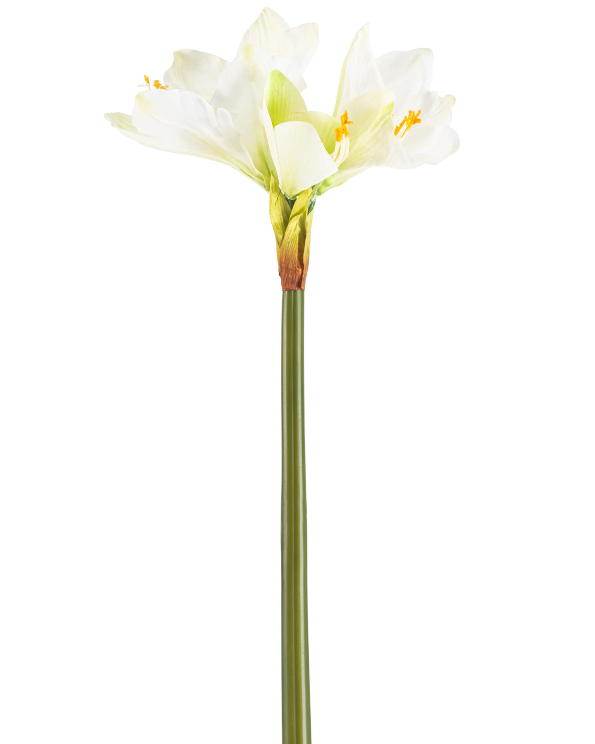 Il fiore artificiale Amaryllis Real Touch bianco 66 cm ha un alto stelo verde con una serie di grandi fiori bianchi di Amaryllis nella parte superiore, su uno sfondo bianco semplice.