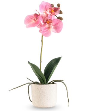 L'orchidea artificiale Real Touch rosa da 30 cm ha diversi fiori e boccioli rosa su un lungo stelo con ampie foglie verdi e radici visibili, il tutto disposto in un semplice vaso bianco strutturato su un semplice sfondo bianco.