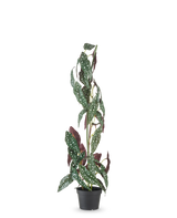 La pianta artificiale Begonia Maculata 90 cm verde/rossa ha steli alti ed eretti e foglie verdi con punti bianchi e parti inferiori rosso-viola, su uno sfondo bianco uniforme.