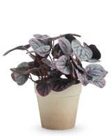 La foglia artificiale Rugose grigia da 21 cm ha foglie variegate viola scuro e verde in un vaso marrone chiaro con struttura, presentato su uno sfondo bianco semplice.
