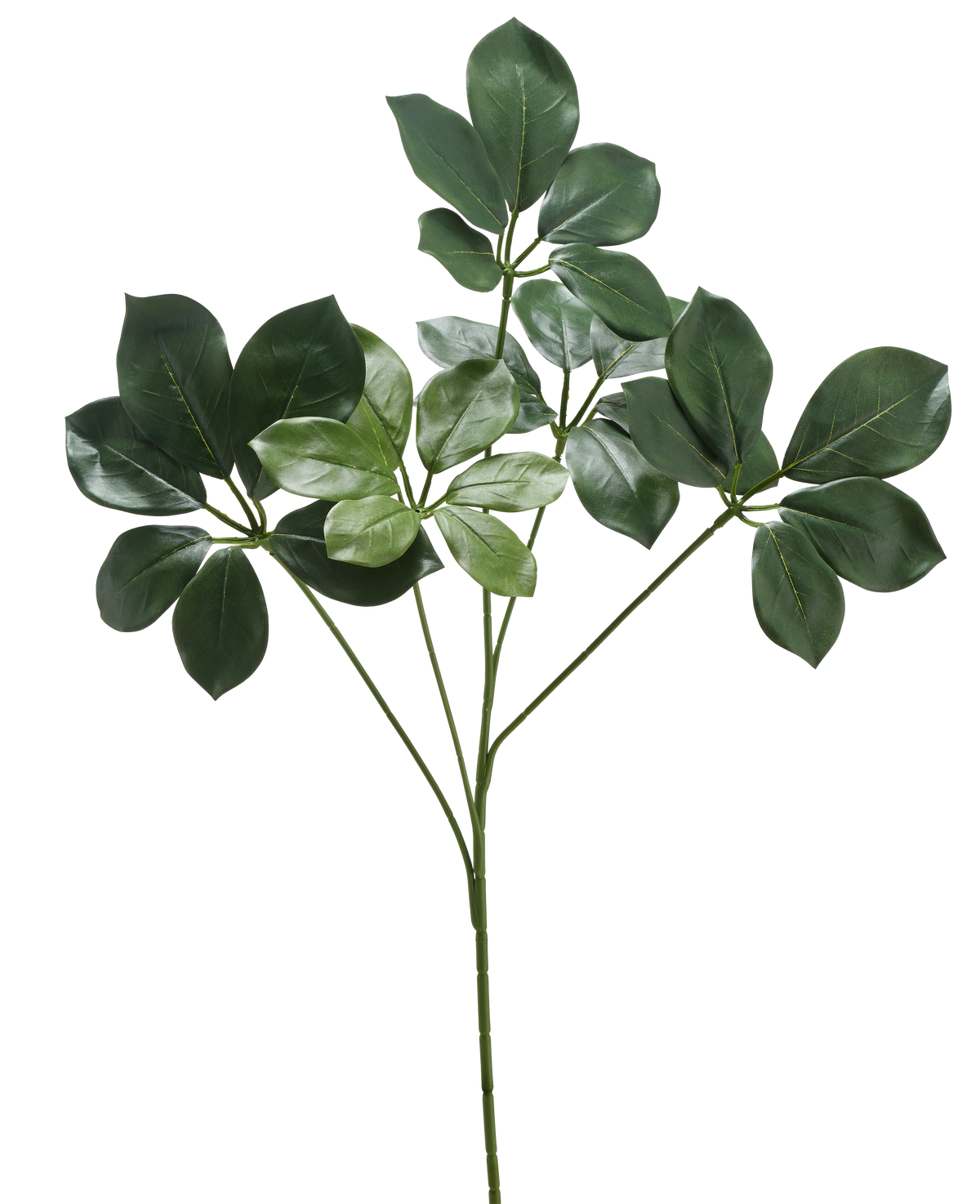 Il Ramo Artificiale Schefflera 50 cm FR ha un unico fusto con diversi mazzi di foglie larghe, verde scuro e alcune foglie verde più chiaro, su sfondo bianco.