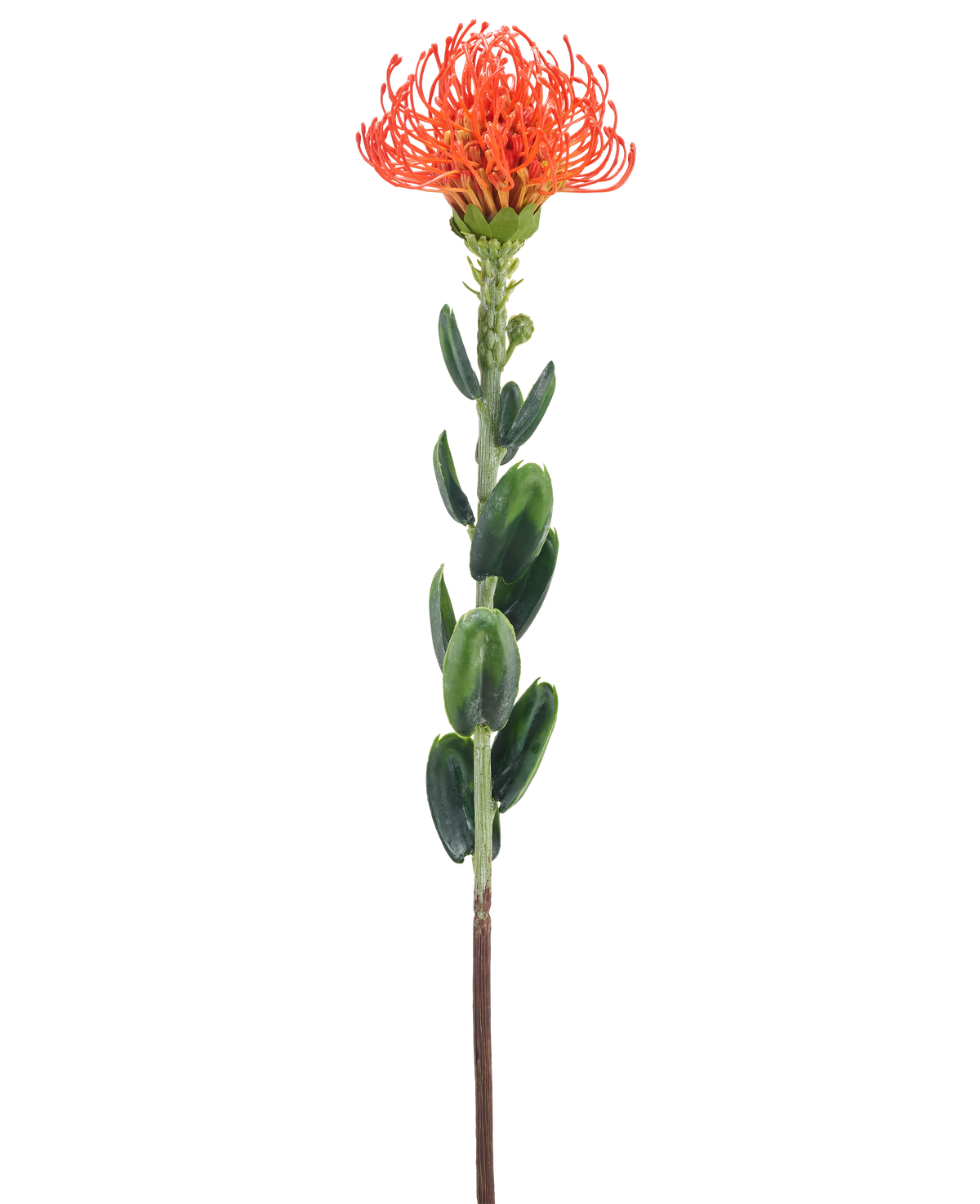 Un singolo fiore artificiale Mini Protea arancione da 61 cm con un sottile fiore arancione e foglie verdi su uno sfondo bianco semplice.