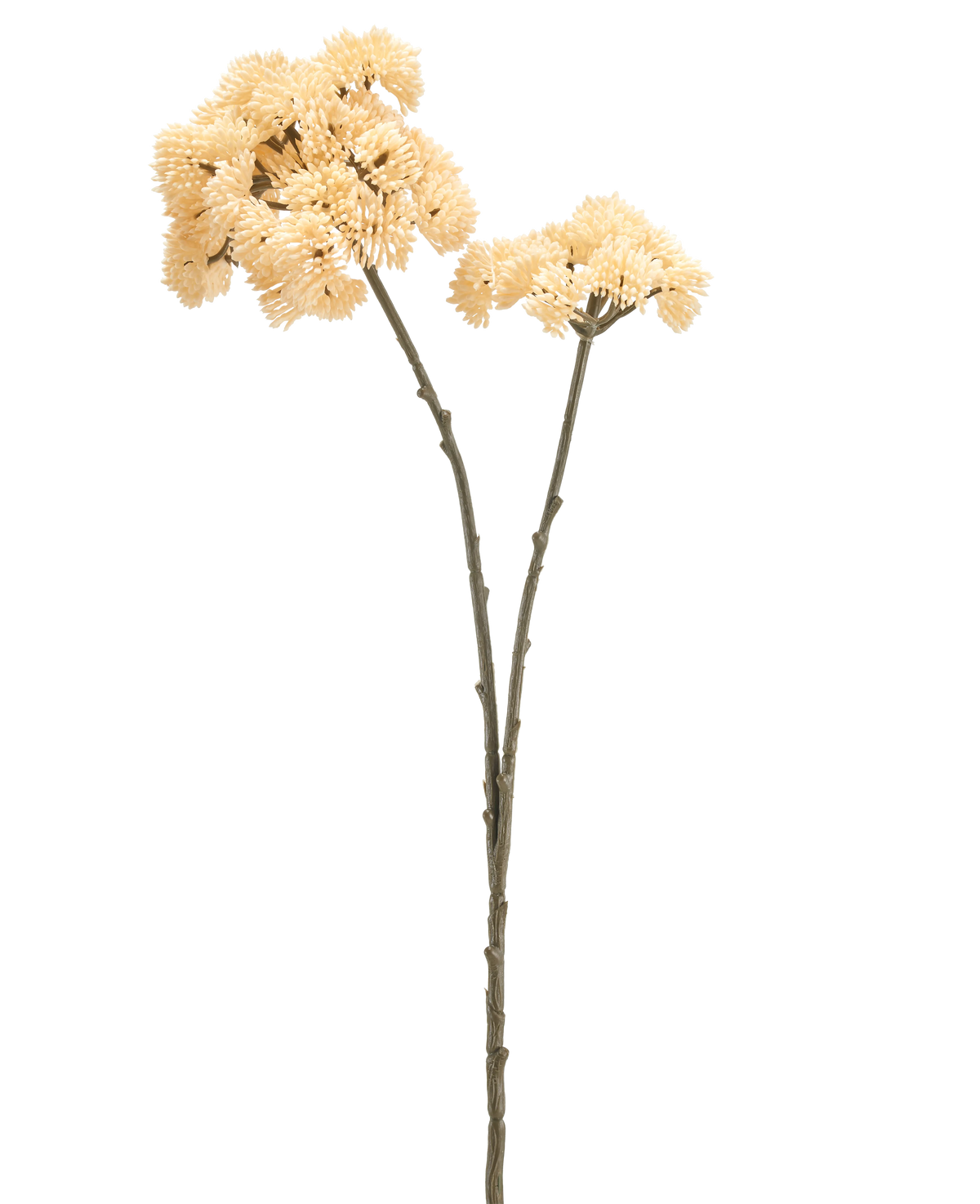 Due alti Sedum di fiori artificiali che misurano 70 cm con steli color crema con steli verde-marroni e mazzi di fiori pom-pom appuntiti color crema sono mostrati su un semplice sfondo bianco.