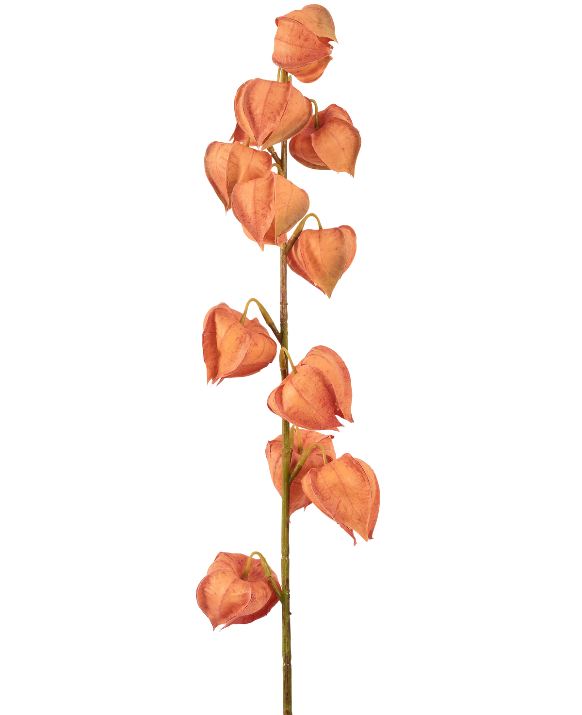 La pianta lanterna con fiori artificiali da 79 cm arancione ha un unico stelo con molteplici bucce arancioni a forma di lanterna, disposte verticalmente e simili al physalis essiccato, su un semplice sfondo bianco.