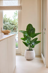 Una pianta artificiale di Strelitzia Real Touch Deluxe di 120 cm in un verde lussureggiante si trova su un pavimento chiaro accanto a una porta a vetri in una stanza moderna e luminosa con pareti neutre e un bancone in legno.