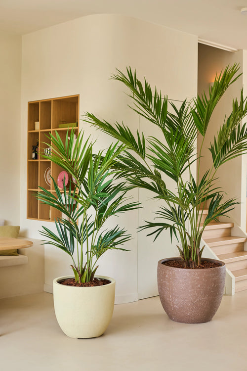 Due piante di palma artificiale Artificial Kentia Palm di 240 cm si trovano su un pavimento chiaro in una stanza moderna e minimalista con pareti neutre, scaffali in legno e una scala sullo sfondo.