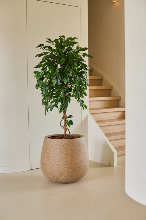 Una pianta artificiale di Ficus Green di 150 cm, con le sue foglie verdi lucide, troneggia su un pavimento chiaro accanto ad una scala in legno e pareti color crema in una casa moderna e minimalista. Questo elegante ficus artificiale aggiunge un tocco di verde vibrante agli interni raffinati.