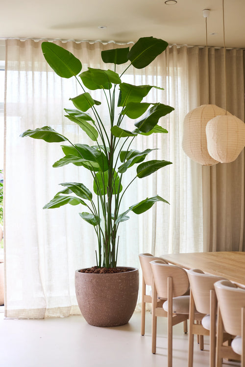 La pianta artificiale Strelitzia Real Touch Deluxe di Easyplants, con un'altezza di non meno di 300 cm e foglie verdi impressionanti, offre un'eleganza naturale accanto a un tavolo da pranzo e sedie in legno in una stanza luminosa con tende trasparenti e lanterne di carta sospese, il tutto senza necessità di manutenzione.