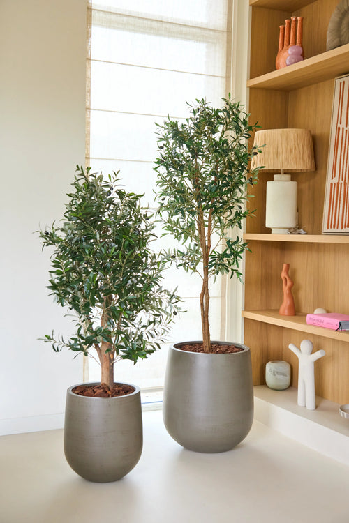 Due piante d'appartamento in vaso con foglie verdi, tra cui una pianta di olivo artificiale 120 cm UV, stanno una accanto all'altra in vasi grigi vicino a una libreria in legno decorata con oggetti decorativi e una finestra coperta da una tenda a rullo di colore chiaro. Goditi la bellezza di questa pianta di olivo artificiale UV da 120 cm che non richiede manutenzione, perfetta per interni eleganti e spensierati senza necessità di manutenzione.
