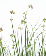Erba artificiale Porro Fiore Cipolla Erba vaso 120cm ignifugo
