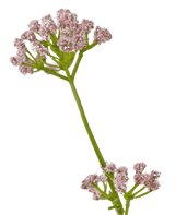 Erba artificiale Porro Fiore Cipolla Erba vaso 120cm ignifugo