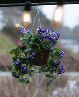 Il cesto di Begonia artificiale viola UV 70 cm è un cesto sospeso con begonie artificiali viola vibrante con foglie verdi, perfetto per l'esterno. La disposizione aggiunge colore e fascino sotto le lampadine a luce calda.