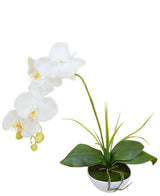 L'orchidea artificiale bianca in vaso da 50 cm ha un'orchidea bianca con molteplici fiori e boccioli, foglie verdi e steli lunghi, presentata in un piccolo vaso rotondo bianco con muschio su un semplice sfondo bianco.