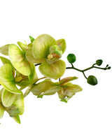 Un primo piano dell'orchidea artificiale Real Touch 60 cm verde mostra i fiori di orchidea verde chiaro e giallo con alcuni boccioli non aperti sul gambo, su uno sfondo bianco.